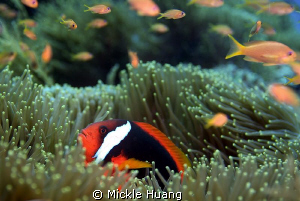 NEIGHBORHOOD
Tomato anemonefish and Sea goldies
Orchid ... by Mickle Huang 